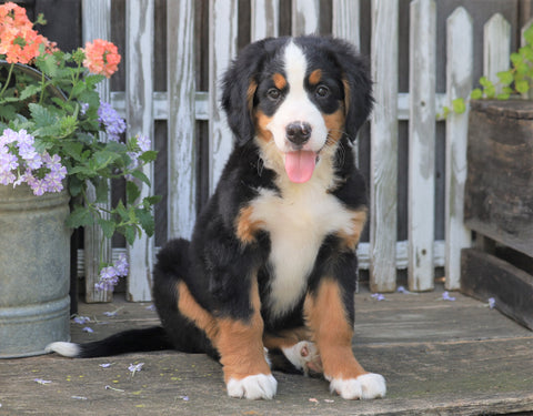 AKC Registered Bernese Mountain Dog For Sale Millersburg, OH Female- Susie