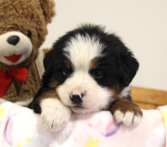 AKC Registered Bernese Mountain Dog For Sale Brinkhaven OH Female-Agnes