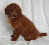 F1BB Mini Goldendoodle For Sale Sugarcreek OH Female-Prissy