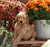 Goldendoodle For Sale Sugarcreek OH Male-Mickie