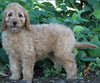 Medium F1BB Goldendoodle For Sale Millersburg OH Female-Dawn