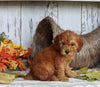 AKC Registered Toy Poodle For Sale Millersburg OH Male-Rocky