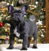 AKC Registered French Bulldog For Sale Fredericksburg OH Male-Rocky