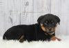 AKC Registered Rottweiler For Sale Millersburg, OH Male- Prince