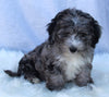 Mini Sheepadoodle For Sale Millersburg OH Female-Gina