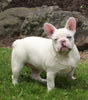 AKC Registered French Bulldog For Sale Millersburg OH -Female Snow