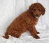 F1BB Mini Goldendoodle For Sale Sugarcreek OH Female-Prissy