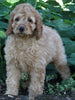 Medium F1BB Goldendoodle For Sale Millersburg OH Female-Dawn