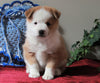 Pomeranian Mix For Sale Holmesville, OH Female- Cupcake