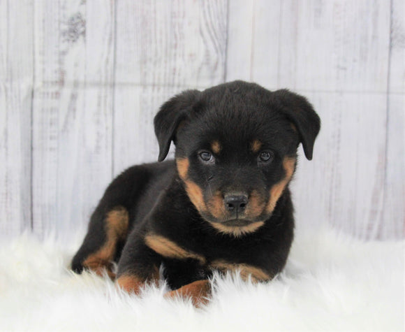 AKC Registered Rottweiler For Sale Millersburg, OH Male- Prince