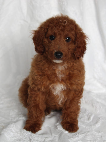 F1BB Mini Goldendoodle For Sale Sugarcreek OH Female-Prissy