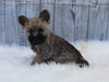 AKC Registered Cairn Terrier For Sale Millersburg OH Female-Allison