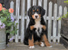 AKC Registered Bernese Mountain Dog For Sale Millersburg, OH Female- Sally