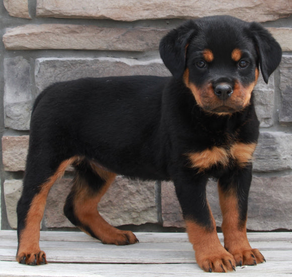 Rottweiler For Sale Fredericksburg OH -Female Stella