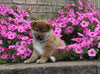 AKC Registered Shiba Inu For Sale Millersburg OH Male-Gabe