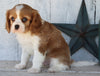 AKC Registered Cavalier For Sale Millersburg OH Male-Archie