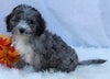 Mini Sheepadoodle For Sale Millersburg OH Female-Gina