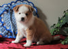 Pomeranian Mix For Sale Holmesville, OH Female- Cupcake