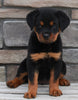 Rottweiler For Sale Fredericksburg OH -Female Stella