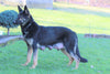 AKC Registered German Shepherd For Sale Millersburg, OH Female- Erika