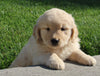 AKC Registered Golden Retriever For Sale Millersburg OH Male-Pablo