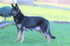 AKC Registered German Shepherd For Sale Millersburg, OH Male- Lavon