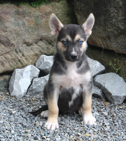 German Shephard/Siberian Husky For Sale Millersburg OH Female-Joy