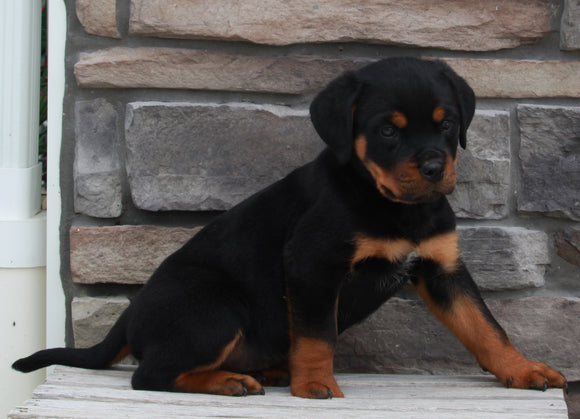 Rottweiler For Sale Fredericksburg OH -Male Deisel