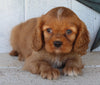 AKC Registered Cavalier For Sale Millersburg OH Male-Asher
