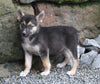 German Shephard/Siberian Husky For Sale Millersburg OH Female-Joy