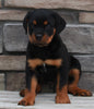 Rottweiler For Sale Fredericksburg OH -Male Deisel