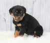 AKC Registered Rottweiler For Sale Millersburg, OH Male- Sparky