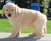 AKC Registered Golden Retriever For Sale Millersburg OH Female-Paige