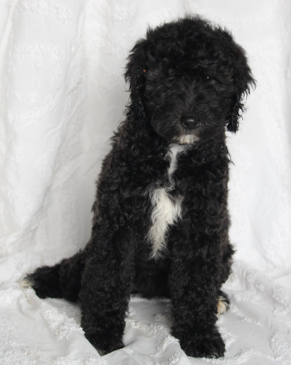 Mini Goldendoodle For Sale Sugarcreek OH Female-Roxie