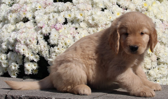 AKC Registered Golden Retriever For Sale Millersburg OH Male-Philip