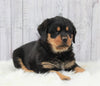 AKC Registered Rottweiler For Sale Millersburg, OH Male- Ace