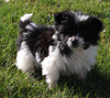 Pompoo For Sale Holmesville OH Male-Lucky