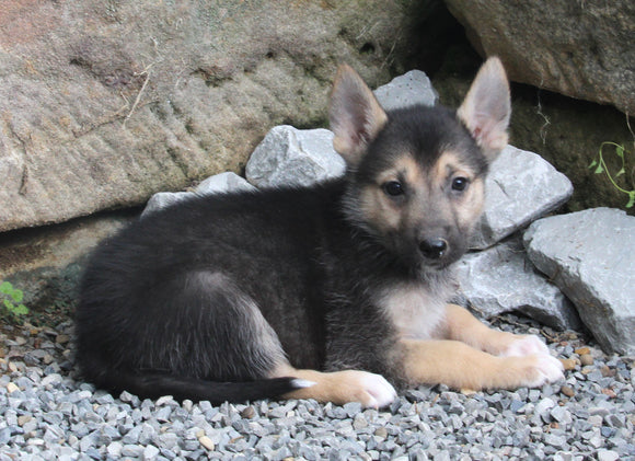 German Shepard/SiberiannHusky For Sale Millersburg OH Male-Jasper