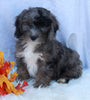 Mini Sheepadoodle For Sale Millersburg OH Female-Gloria