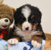 AKC Registered Bernese Mountain Dog For Sale Brinkhaven OH Male-Alex