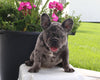 AKC Registered French Bulldog For Sale Millersburg OH Male-Waylon