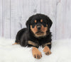 AKC Registered Rottweiler For Sale Millersburg, OH Male- Ace