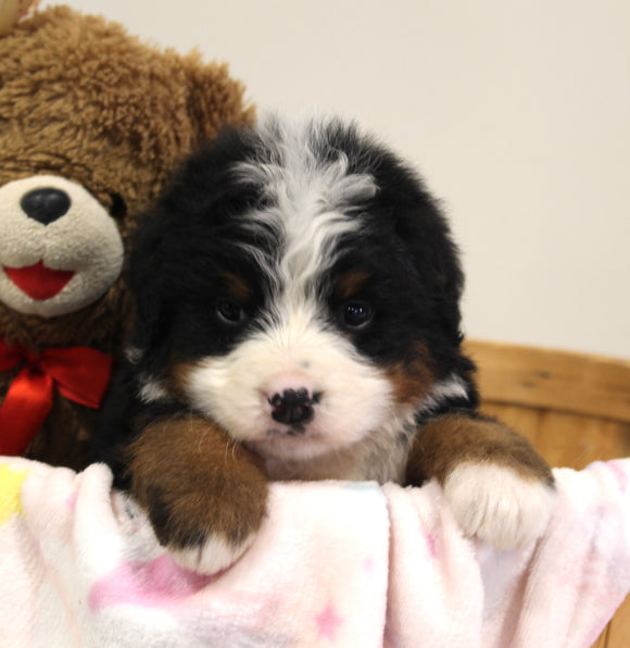 AKC Registered Bernese Mountain Dog For Sale Brinkhaven OH Female-Ally