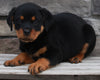 Rottweiler For Sale Fredericksburg OH -Female Lily