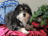 Mini Aussiedoodle For Sale Holmesville, OH Male- Blackie