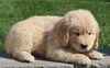 AKC Registered Golden Retriever For Sale Millersburg OH Male-Peter