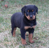 AKC Registered Rottweiler For Sale Sugarcreek OH Female-Shadow