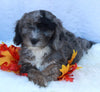 Mini Sheepadoodle For Sale Millersburg OH Female-Gloria