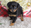 AKC Registered Rottweiler For Sale Sugarcreek OH Female-Hazel