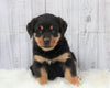 AKC Registered Rottweiler For Sale Millersburg, OH Male- Rocky
